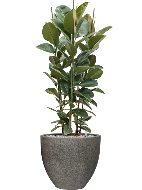 Ansamblu D50xH149cm cu planta naturala Ficus elastica 'Robusta' in ghiveci Cement & Stone all inclusive set cu granule decorative