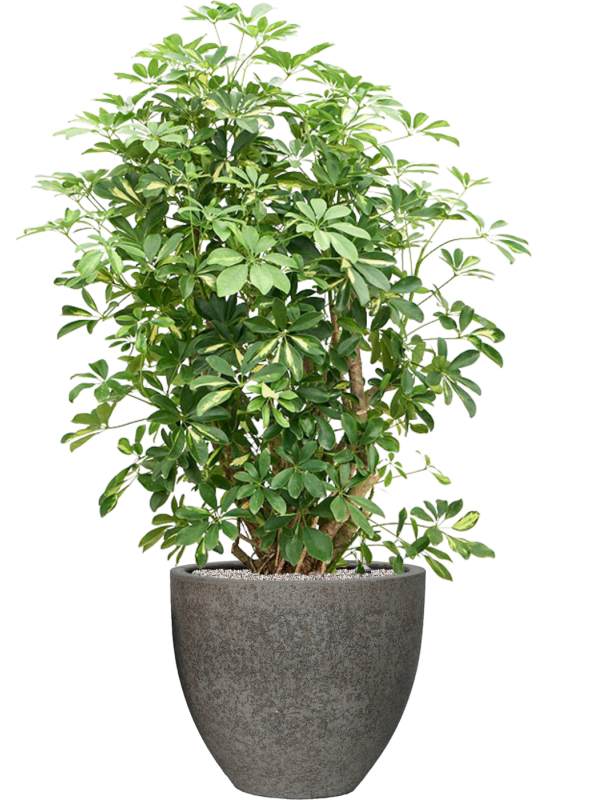 Ansamblu D50xH151cm cu planta naturala Schefflera arboricola 'Gold Capella' in ghiveci Cement & Stone all inclusive set cu granule decorative