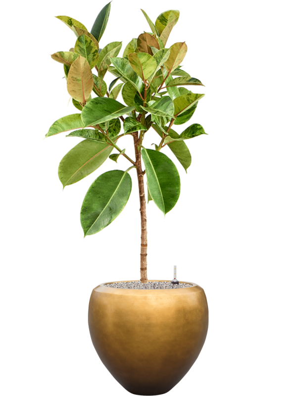 Ansamblu D50xH153cm cu planta naturala Ficus elastica 'Shivereana Moonshine' in ghiveci Baq Metallic all inclusive set cu granule decorative