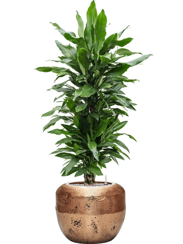 Ansamblu D50xH155cm cu planta naturala Dracaena fragrans 'Janet Lind' in ghiveci Baq Opus Raw all inclusive set cu granule decorative