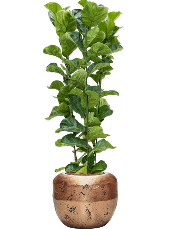 Ansamblu D50xH156cm cu planta naturala Ficus lyrata 'Bambino' in ghiveci Baq Opus Raw all inclusive set cu granule decorative