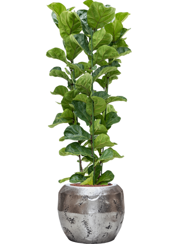 Ansamblu D50xH157cm cu planta naturala Ficus lyrata 'Bambino' in ghiveci Baq Opus Raw all inclusive set cu granule decorative