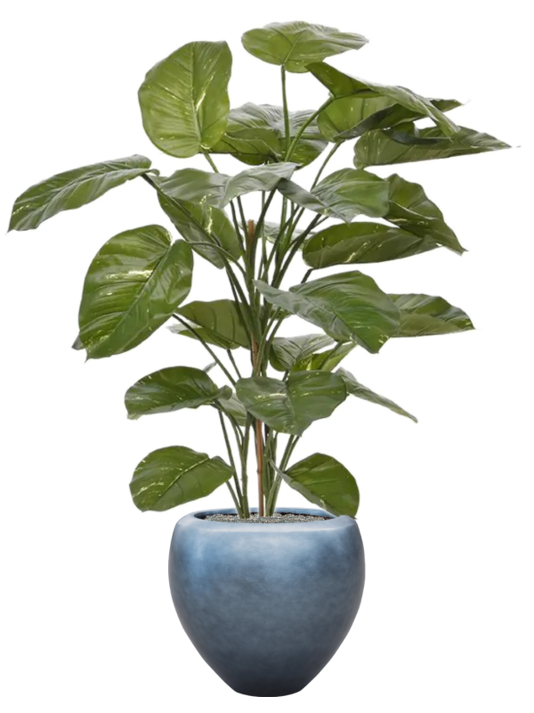 Ansamblu D50xH161cm cu planta naturala Scindapsus Aureum in ghiveci Baq Metallic Silver leaf all inclusive set cu granule decorative