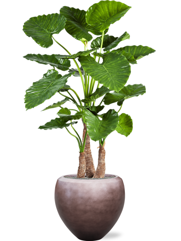 Ansamblu D50xH162cm cu planta naturala Alocasia calidora in ghiveci Baq Metallic Silver leaf all inclusive set cu granule decorative