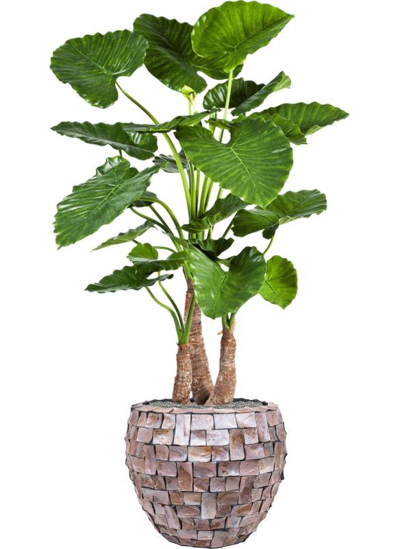 Ansamblu D50xH162cm cu planta naturala Alocasia calidora in ghiveci Baq Oceana Pearl all inclusive set cu granule decorative