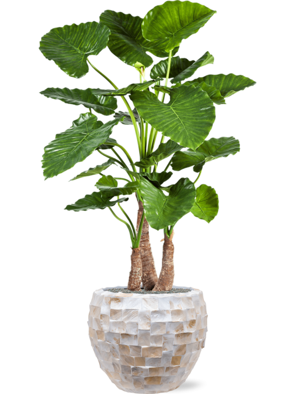 Ansamblu D50xH162cm cu planta naturala Alocasia calidora in ghiveci Baq Oceana Pearl all inclusive set cu granule decorative