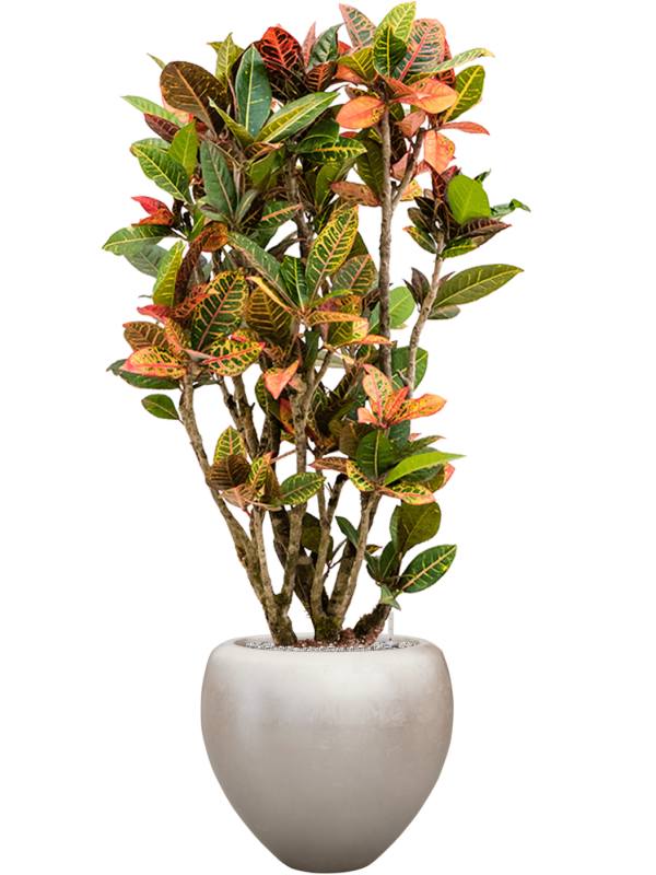 Ansamblu D50xH162cm cu planta naturala Croton variegatum 'Petra' in ghiveci Baq Metallic Silver leaf all inclusive set cu granule decorative