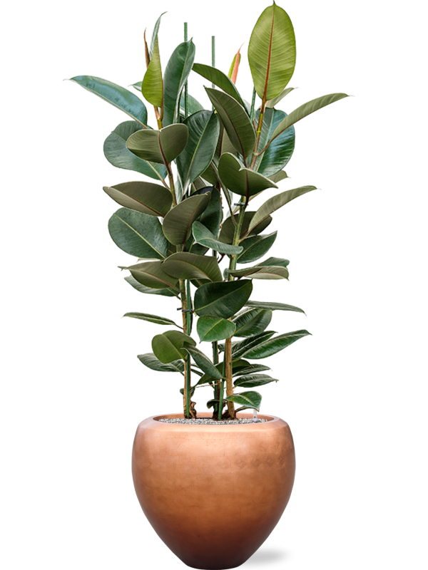 Ansamblu D50xH162cm cu planta naturala Ficus elastica 'Robusta' in ghiveci Baq Metallic Silver leaf all inclusive set cu granule decorative