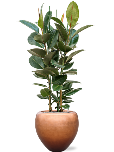 Ansamblu D50xH162cm cu planta naturala Ficus elastica 'Robusta' in ghiveci Baq Metallic Silver leaf all inclusive set cu granule decorative