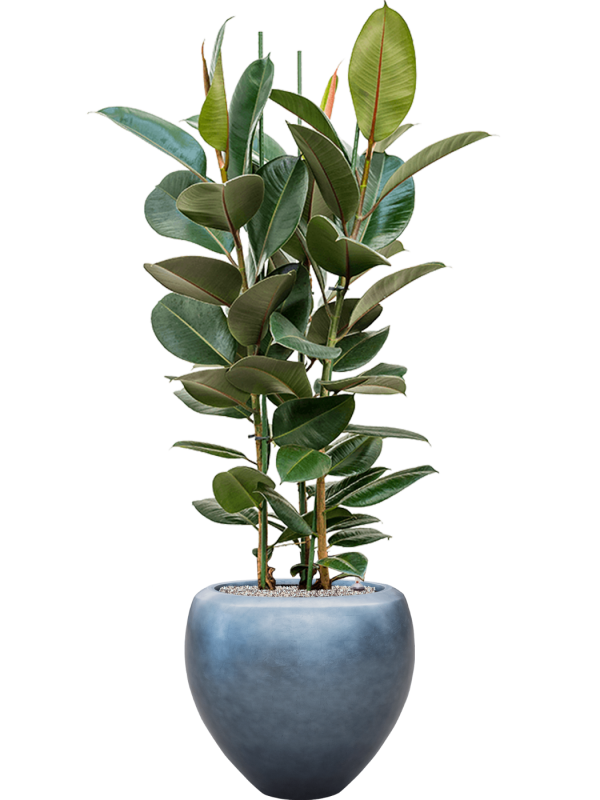 Ansamblu D50xH162cm cu planta naturala Ficus elastica 'Robusta' in ghiveci Baq Metallic Silver leaf all inclusive set cu granule decorative