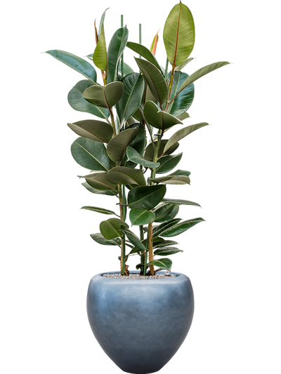 Ansamblu D50xH162cm cu planta naturala Ficus elastica 'Robusta' in ghiveci Baq Metallic Silver leaf all inclusive set cu granule decorative