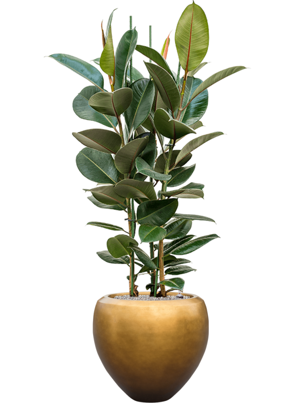 Ansamblu D50xH162cm cu planta naturala Ficus elastica 'Robusta' in ghiveci Baq Metallic Silver leaf all inclusive set cu granule decorative