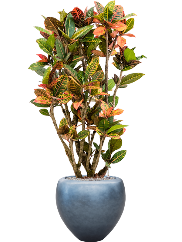 Ansamblu D50xH163cm cu planta naturala Croton variegatum 'Petra' in ghiveci Baq Metallic Silver leaf all inclusive set cu granule decorative