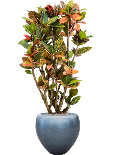 Ansamblu D50xH163cm cu planta naturala Croton variegatum 'Petra' in ghiveci Baq Metallic Silver leaf all inclusive set cu granule decorative