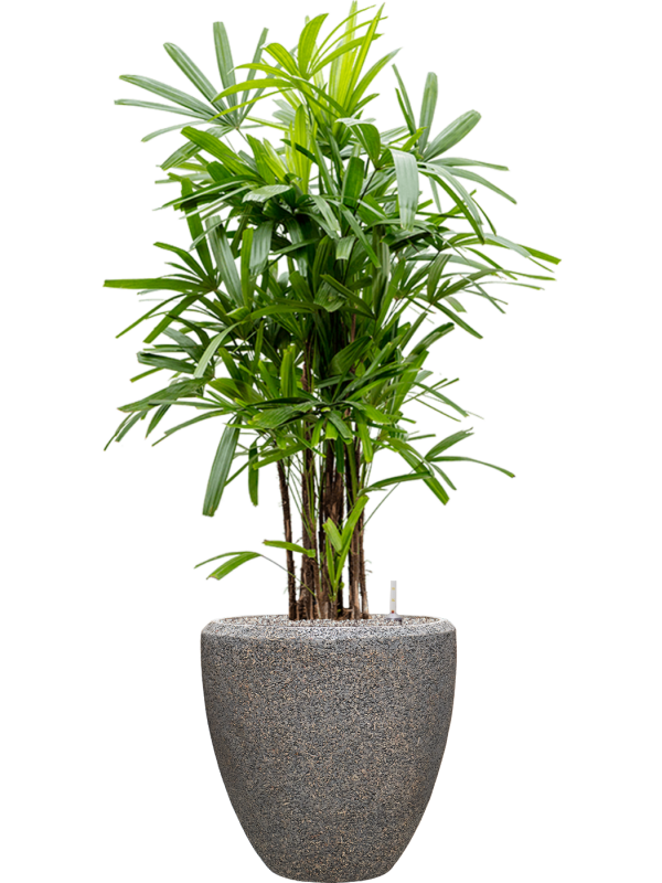 Ansamblu D50xH165cm cu planta naturala Rhapis excelsa in ghiveci Baq Naturescast all inclusive set cu granule decorative