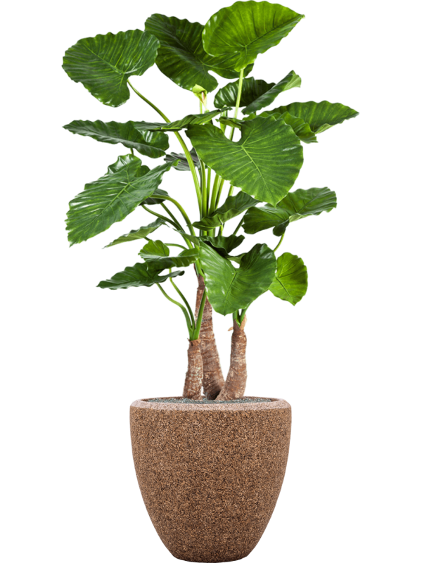 Ansamblu D50xH168cm cu planta naturala Alocasia calidora in ghiveci Baq Naturescast all inclusive set cu granule decorative