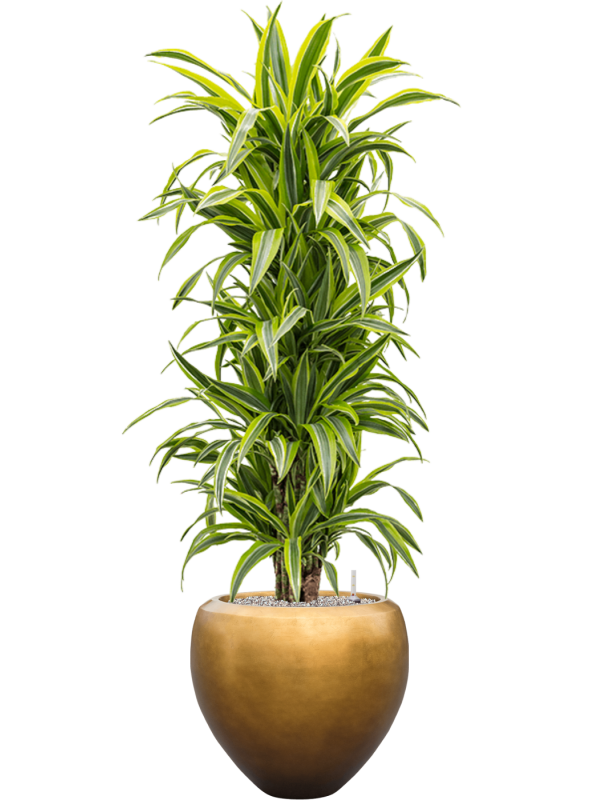 Ansamblu D50xH172cm cu planta naturala Dracaena fragrans 'Lemon Lime' in ghiveci Baq Metallic Silver leaf all inclusive set cu granule decorative