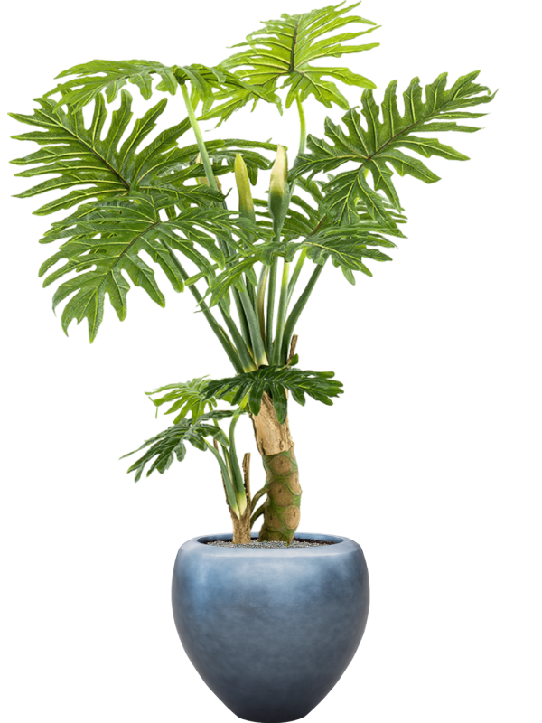 Ansamblu D50xH172cm cu planta naturala Philodendron in ghiveci Baq Metallic Silver leaf all inclusive set cu granule decorative