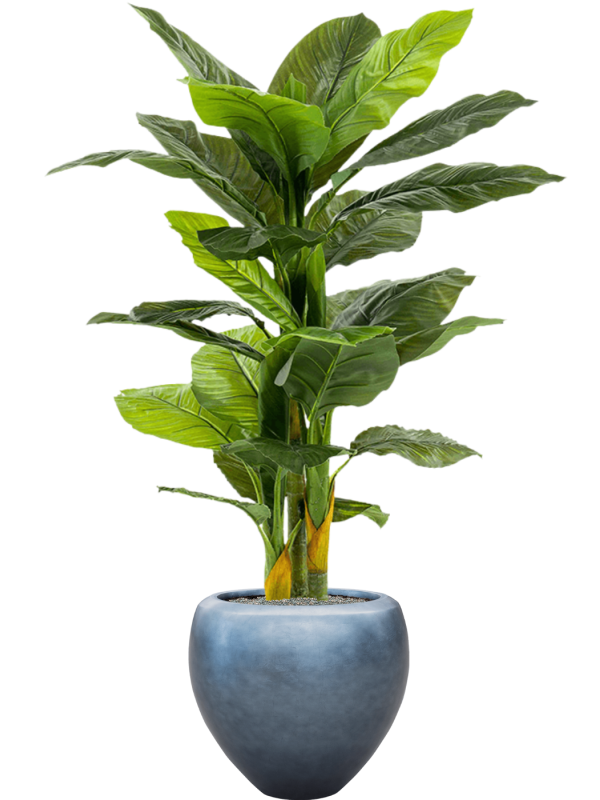 Ansamblu D50xH172cm cu planta naturala Spathiphyllum in ghiveci Baq Metallic Silver leaf all inclusive set cu granule decorative