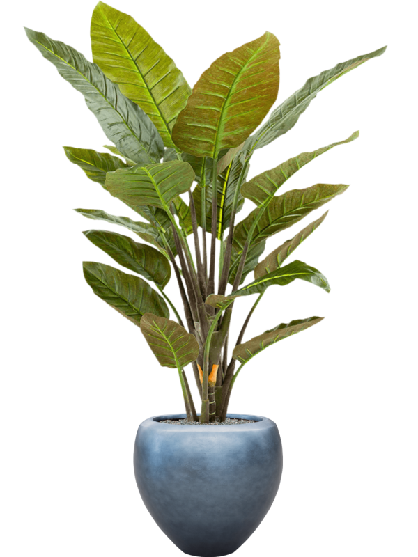 Ansamblu D50xH177cm cu planta naturala Strelitzia in ghiveci Baq Metallic Silver leaf all inclusive set cu granule decorative