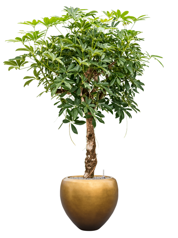 Ansamblu D50xH179cm cu planta naturala Schefflera arb. 'Compacta' in ghiveci Baq Metallic Silver leaf all inclusive set cu granule decorative