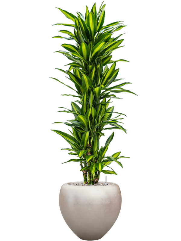 Ansamblu D50xH180cm cu planta naturala Dracaena fragrans 'Cintho' in ghiveci Baq Metallic Silver leaf all inclusive set cu granule decorative