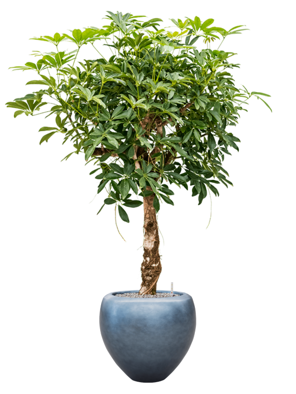 Ansamblu D50xH180cm cu planta naturala Schefflera arb. 'Compacta' in ghiveci Baq Metallic Silver leaf all inclusive set cu granule decorative