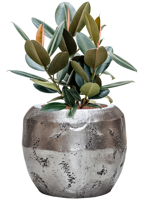 Ansamblu D50xH83cm cu planta naturala Ficus elastica 'Abidjan' in ghiveci Baq Opus Raw all inclusive set cu granule decorative