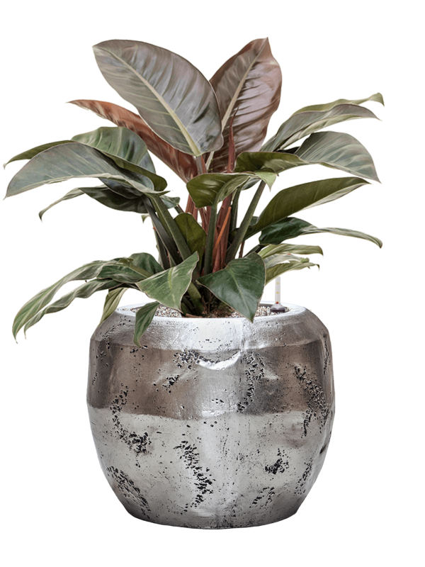 Ansamblu D50xH87cm cu planta naturala Philodendron `Imperial Red' in ghiveci Baq Opus Raw all inclusive set cu granule decorative