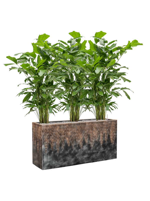 Ansamblu L100xW100xH120cm cu planta naturala Caryota mitis in ghiveci Baq Luxe Lite Universe Comet all inclusive set cu granule decorative