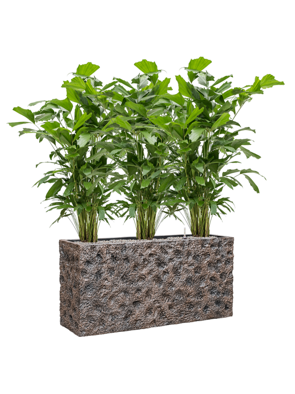Ansamblu L100xW100xH124cm cu planta naturala Caryota mitis in ghiveci Baq Luxe Lite Universe Moon all inclusive set cu granule decorative