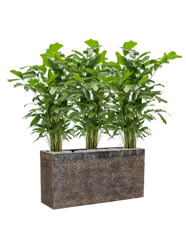 Ansamblu L100xW100xH125cm cu planta naturala Caryota mitis in ghiveci Baq Luxe Lite Universe Layer all inclusive set cu granule decorative