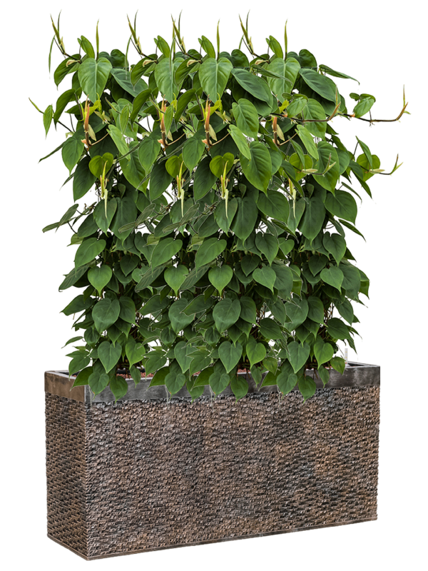 Ansamblu L100xW100xH135cm cu planta naturala Philodendron scandens in ghiveci Baq Luxe Lite Universe Layer all inclusive set cu granule decorative