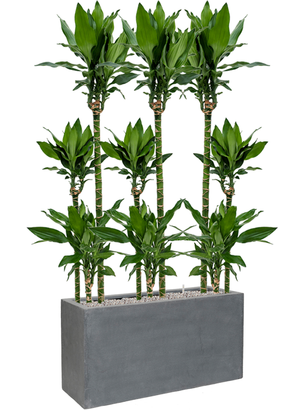 Ansamblu L100xW100xH164cm cu planta naturala Dracaena fragrans 'Burundii' in ghiveci Fiberstone all inclusive set cu granule decorative