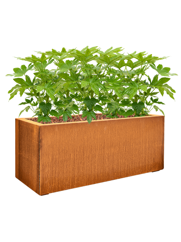 Ansamblu L100xW100xH69cm cu planta naturala Fatsia japonica in ghiveci Cortensteel all inclusive set cu granule decorative