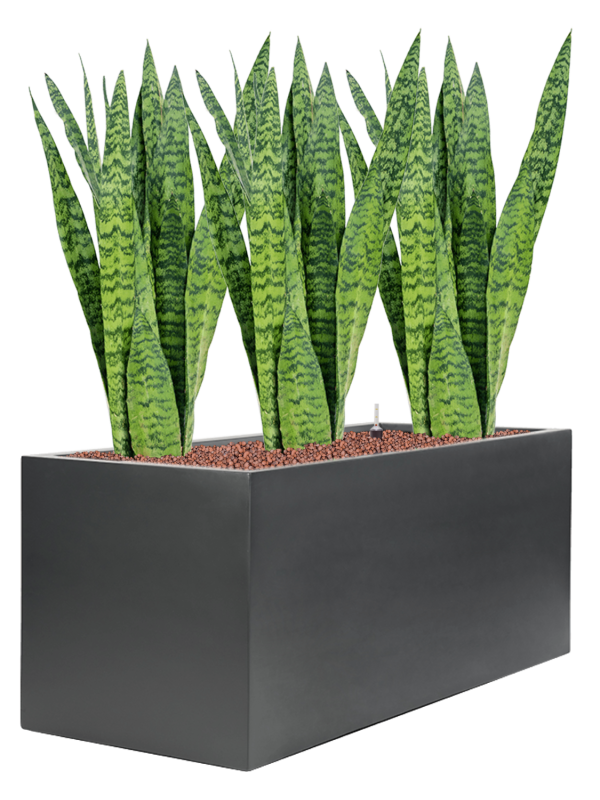 Ansamblu L100xW100xH88cm cu planta naturala Sansevieria zeylanica in ghiveci Stretto all inclusive set cu granule decorative