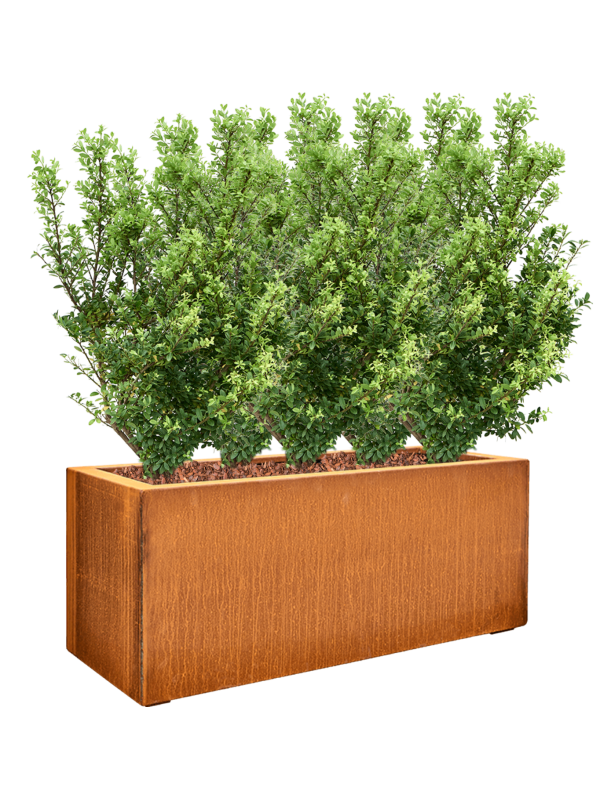 Ansamblu L100xW100xH94cm cu planta naturala Ilex crenata 'Dark Green' in ghiveci Cortensteel all inclusive set cu granule decorative