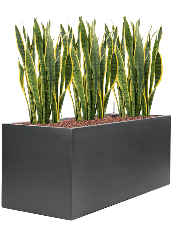 Ansamblu L100xW100xH99cm cu planta naturala Sansevieria trifasciata 'Laurentii' in ghiveci Stretto all inclusive set cu granule decorative