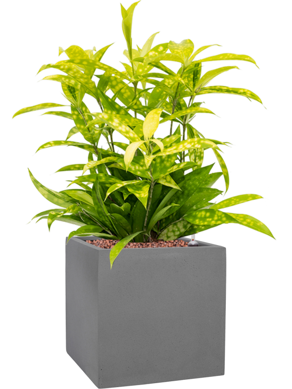 Ansamblu L20xW20xH50cm cu planta naturala Dracaena surculosa 'Mike' in ghiveci Natural all inclusive set cu granule decorative