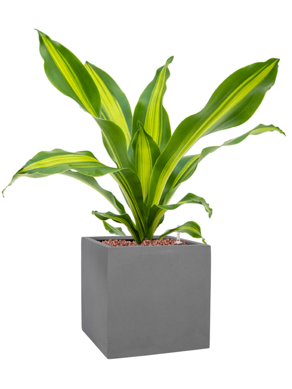 Ansamblu L20xW20xH53cm cu planta naturala Dracaena fragrans 'Burley' in ghiveci Natural all inclusive set cu granule decorative