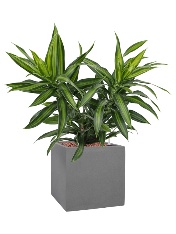 Ansamblu L20xW20xH53cm cu planta naturala Pleomele (Dracaena) reflexa 'Song of Jamaica' in ghiveci Natural all inclusive set cu granule decorative