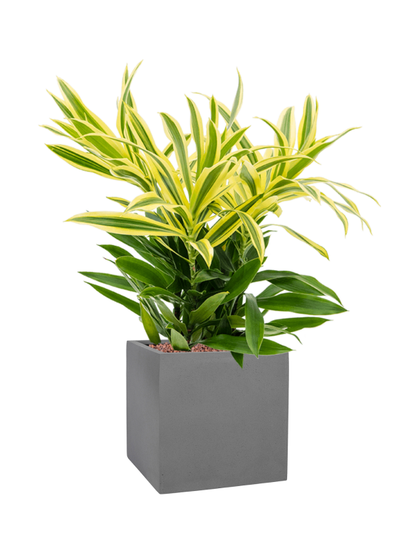 Ansamblu L20xW20xH55cm cu planta naturala Pleomele (Dracaena) reflexa 'Song of Sri Lanka' in ghiveci Natural all inclusive set cu granule decorative