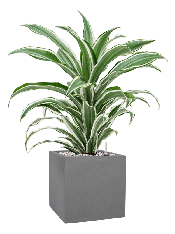 Ansamblu L20xW20xH59cm cu planta naturala Dracaena fragrans 'White Jewel' in ghiveci Natural all inclusive set cu granule decorative