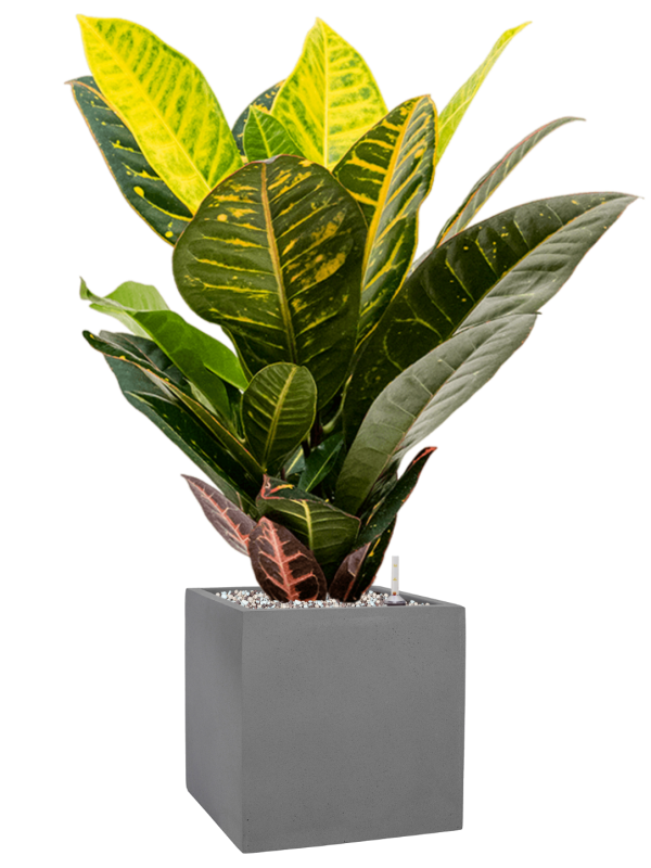 Ansamblu L20xW20xH62cm cu planta naturala Croton (Codiaeum) variegatum 'Petra' in ghiveci Natural all inclusive set cu granule decorative