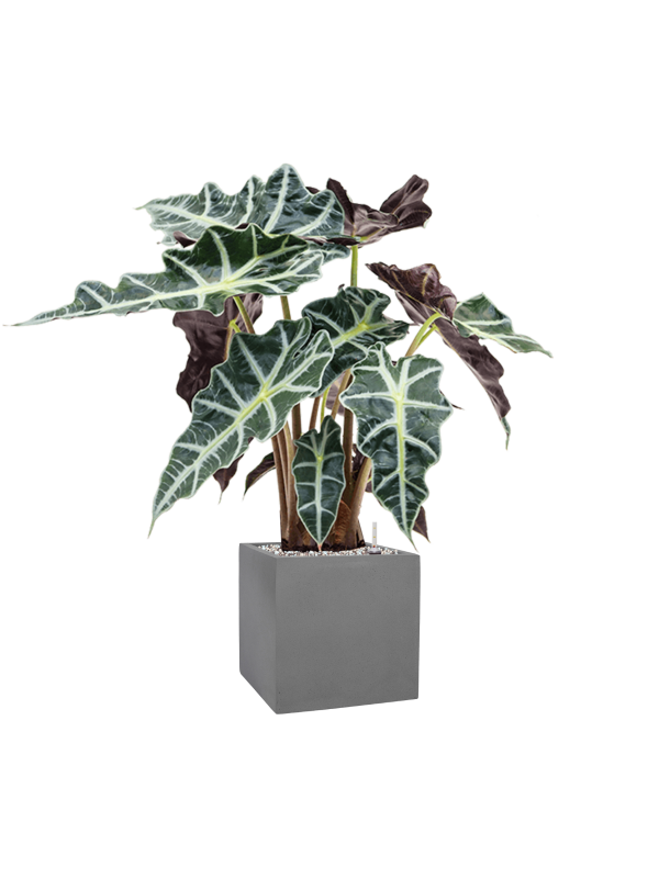 Ansamblu L20xW20xH64cm cu planta naturala Alocasia 'Polly' in ghiveci Natural all inclusive set cu granule decorative