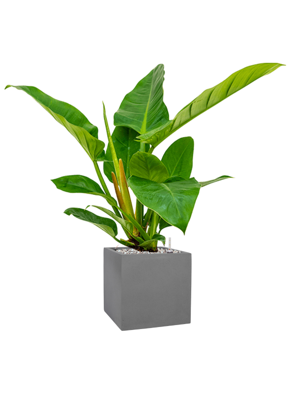 Ansamblu L20xW20xH64cm cu planta naturala Philodendron `Imperial Green' in ghiveci Natural all inclusive set cu granule decorative