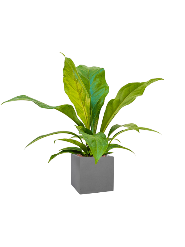 Ansamblu L20xW20xH70cm cu planta naturala Anthurium ellipticum 'Jungle bush' in ghiveci Natural all inclusive set cu granule decorative