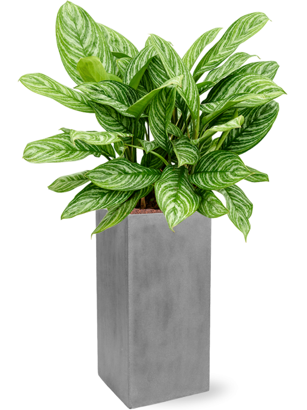 Ansamblu L30xW30xH118cm cu planta naturala Aglaonema 'Stripes' in ghiveci Fiberstone all inclusive set cu granule decorative