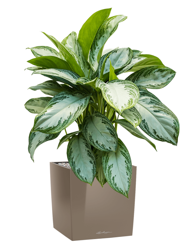 Ansamblu L30xW30xH79cm cu planta naturala Aglaonema 'Silver Bay' in ghiveci Lechuza Cube Premium all inclusive set cu granule decorative