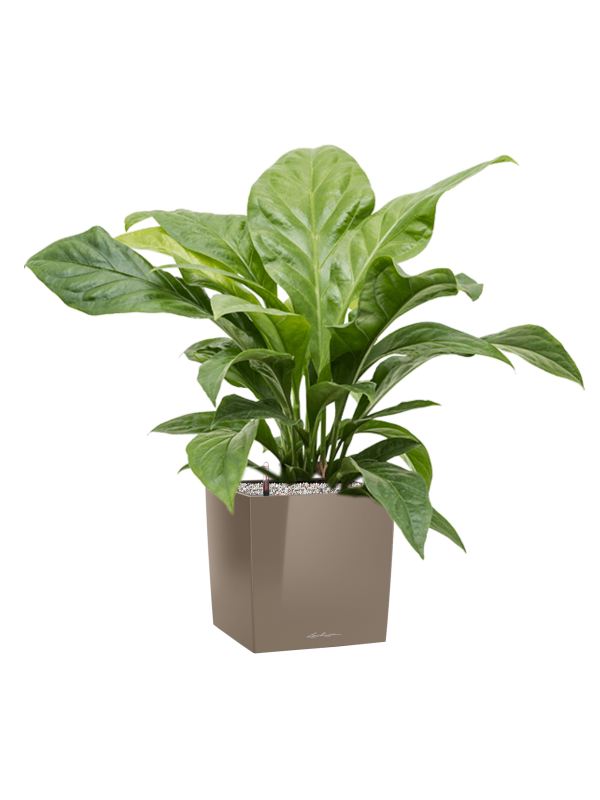 Ansamblu L30xW30xH79cm cu planta naturala Anthurium ellipticum 'Jungle Bush' in ghiveci Lechuza Cube Premium all inclusive set cu granule decorative